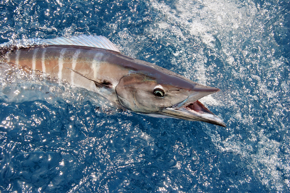 Fly Private Charter to Catch Wahoo, Mahi Mahi, Tuna, and Snapper in the Bahamas