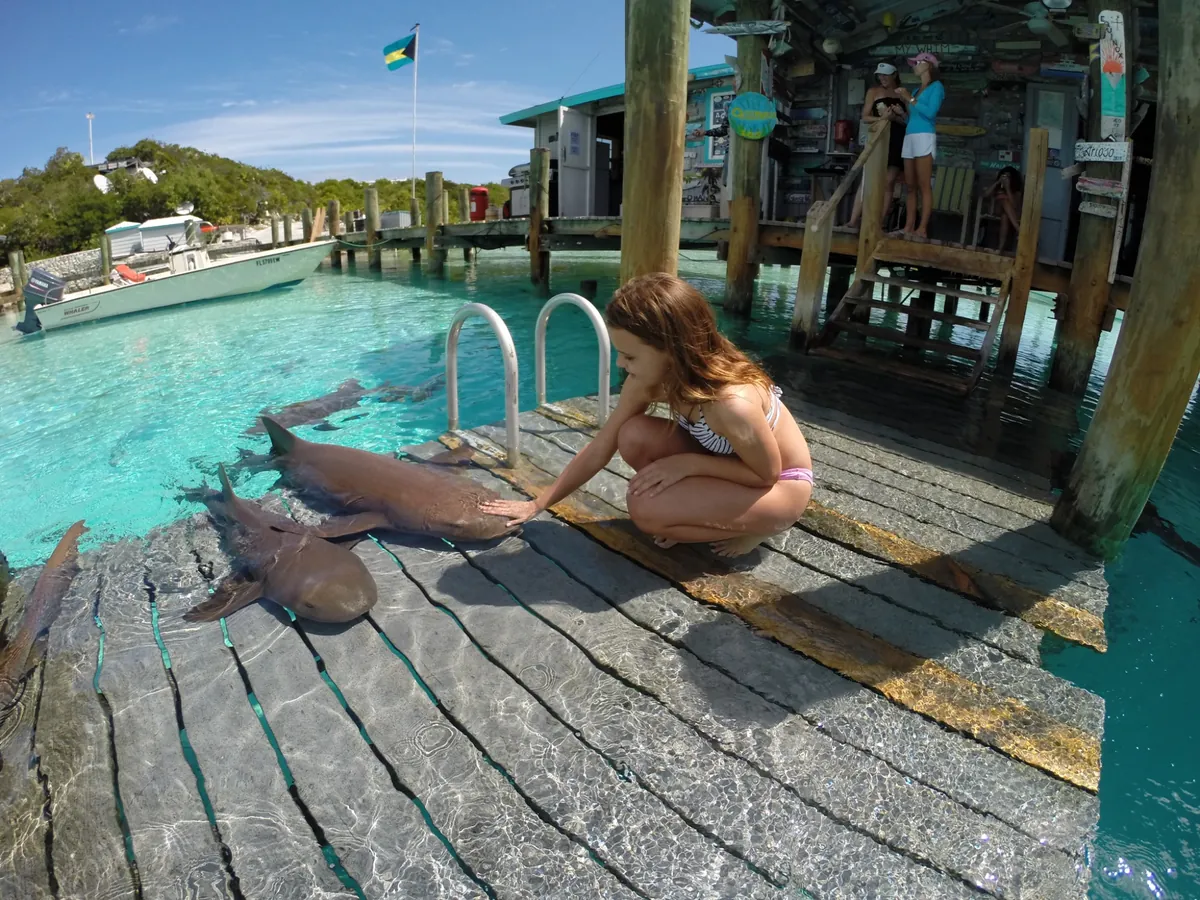 Compass Cay swim with sharks excursion near Staniel Cay Exuma Cays Bahamas